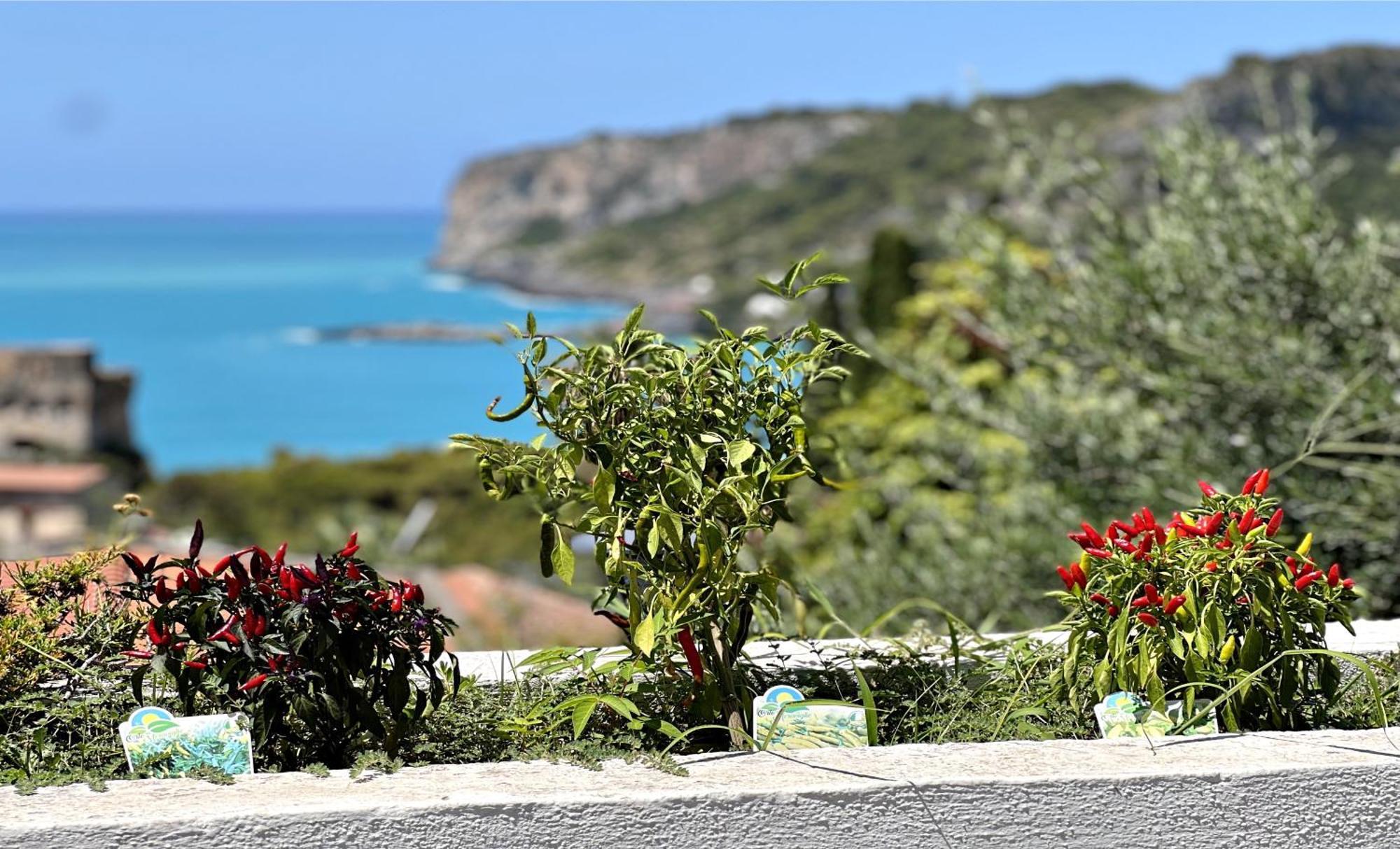 Villa Nappi Bed & Breakfast Praia a Mare Εξωτερικό φωτογραφία